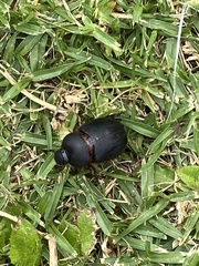 Temnorhynchus retusus