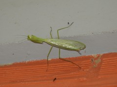 Macromantis hyalina