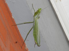 Macromantis hyalina