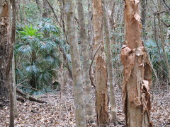 Melaleuca viridiflora