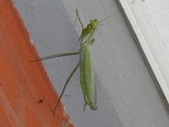 Macromantis hyalina