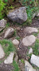Vipera aspis zinnikeri