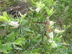 Melaleuca cajuputi