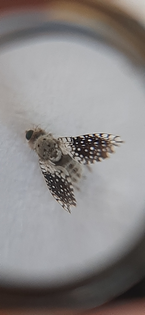 Campiglossa perspicillata