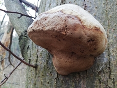 Fomes fomentarius