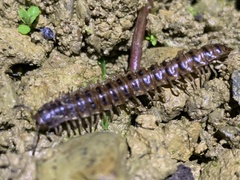 Chamberlinius hualienensis