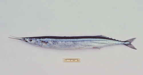 Atlantic Saury