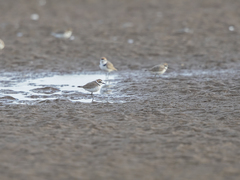 Charadrius alexandrinus alexandrinus