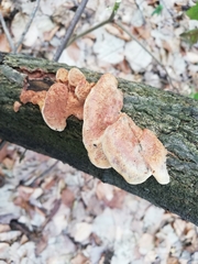 Hapalopilus rutilans