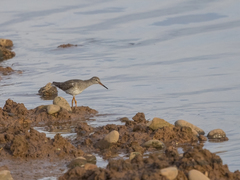 Tringa totanus totanus