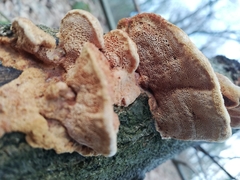 Hapalopilus rutilans