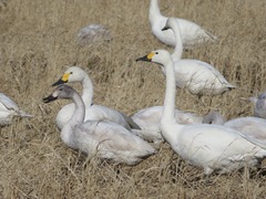Cygnus columbianus bewickii