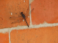 Bradinopyga geminata