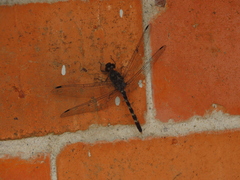 Bradinopyga geminata