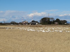 Cygnus columbianus bewickii