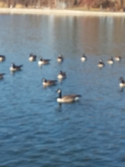 Branta canadensis