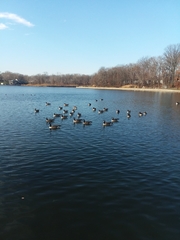 Branta canadensis
