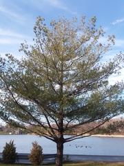 Pinus