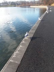 Larus delawarensis