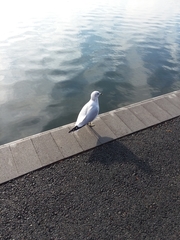 Larus delawarensis