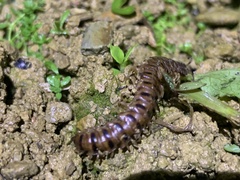 Chamberlinius hualienensis