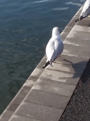 Larus delawarensis