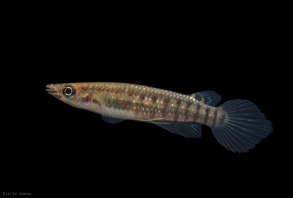 Panchax rayé (Aplocheilus lineatus)