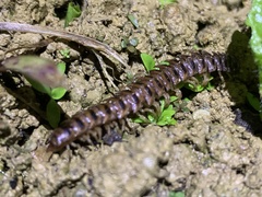 Chamberlinius hualienensis