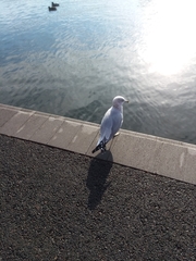 Larus delawarensis
