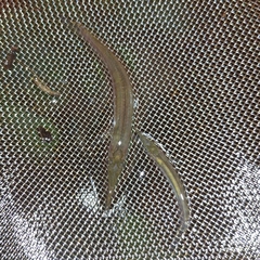 Zenarchopterus gilli