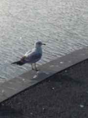 Larus delawarensis