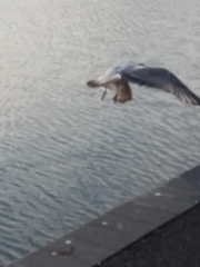 Larus delawarensis