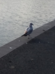 Larus delawarensis
