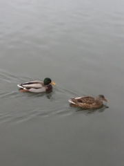 Anas platyrhynchos