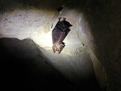 Rhinolophus ferrumequinum