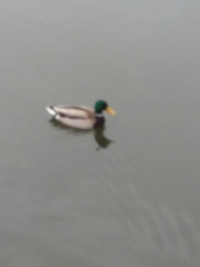 Anas platyrhynchos