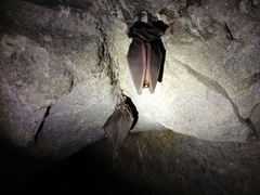Rhinolophus ferrumequinum