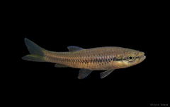 Rasbora dandia