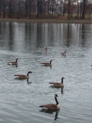 Branta canadensis