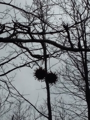Liquidambar styraciflua