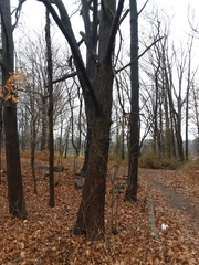 Liquidambar styraciflua