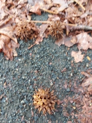 Liquidambar styraciflua