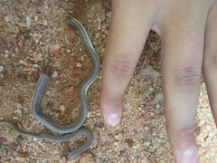 Philodryas nattereri