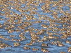 Sibirionetta formosa