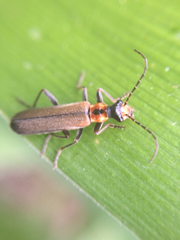 Podabrus cavicollis