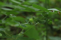 Euphorbia squamosa