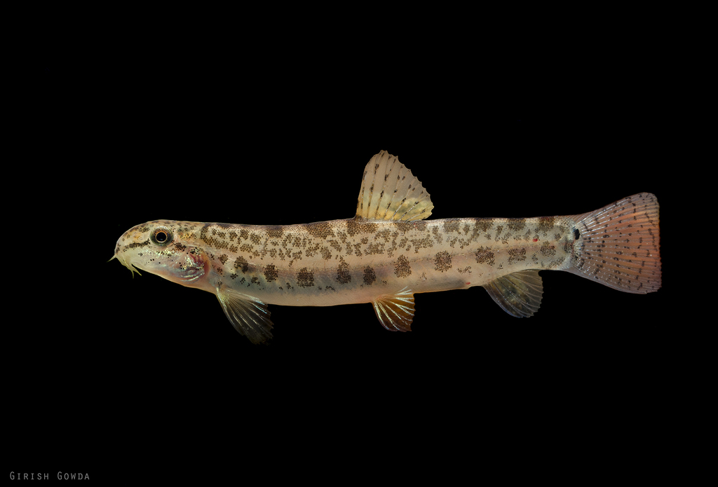 Common Spiny Loach