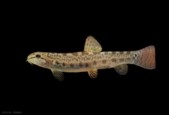 Common Spiny Loach photo 1