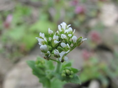Draba muralis