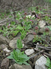 Draba muralis